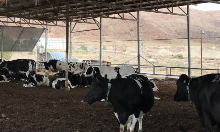 Israeli Dairy Farmers to Help Build Northern Iraqi  Agriculture